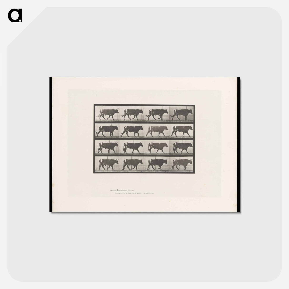 アートポストカード-Bull Walking
 - エドワード マイブリッジ Postcard.