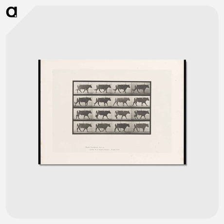 アートポストカード-Bull Walking
 - エドワード マイブリッジ Postcard.