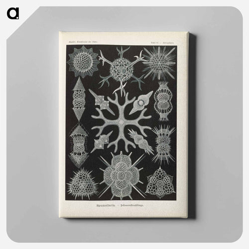 Marine life illustration - エルンスト ヘッケル Canvas.