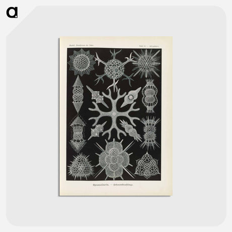 アートポストカード-Marine life illustration - エルンスト ヘッケル Postcard.