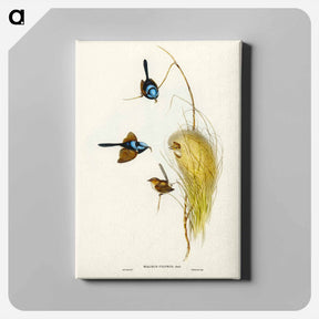アートパネル-Blue Wren
 - ジョン グールド Canvas.