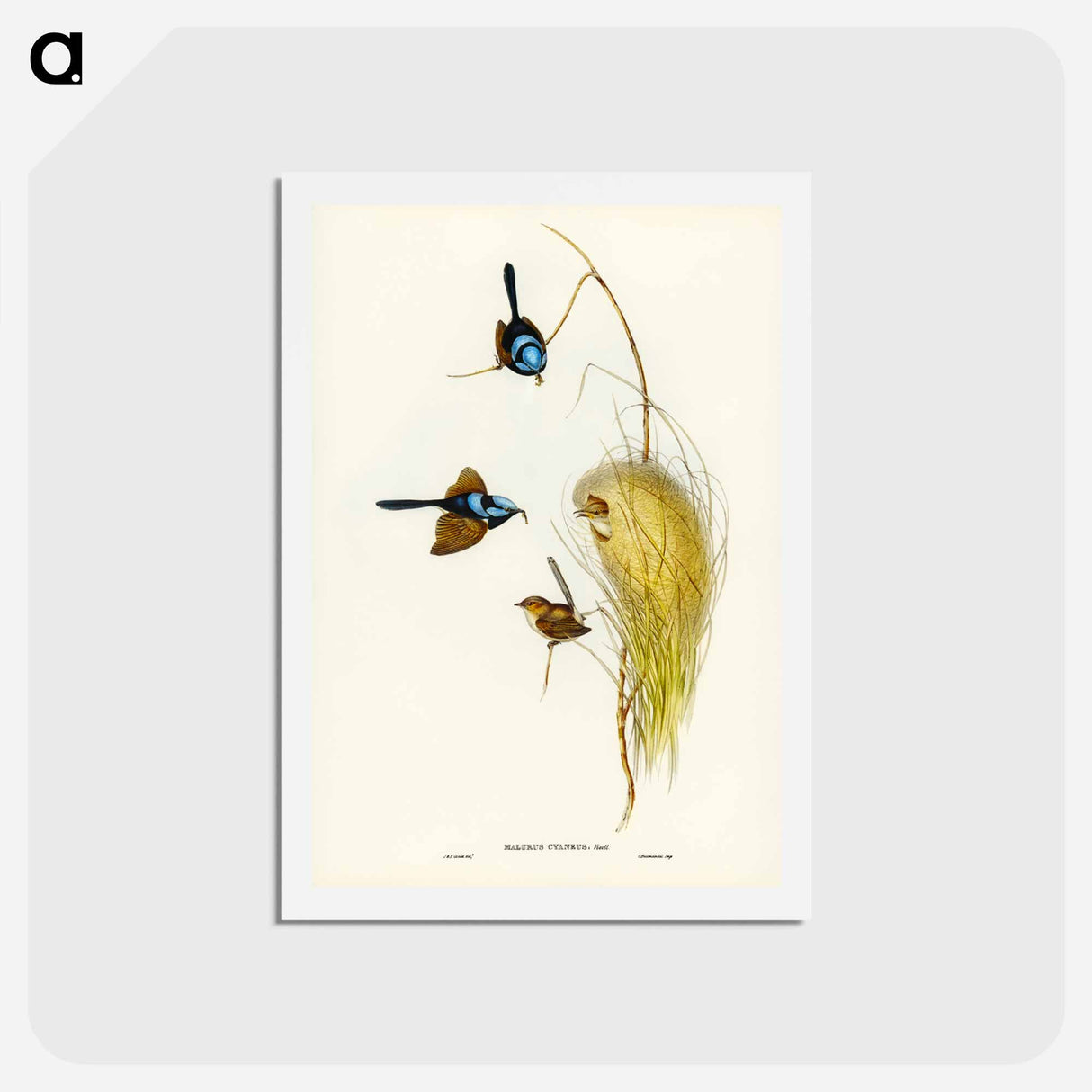 アートポストカード-Blue Wren
 - ジョン グールド Postcard.