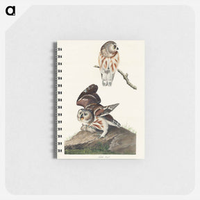 アートメモ帳-Little Owl
 - ジョン ジェームス オーデュボン Memo.