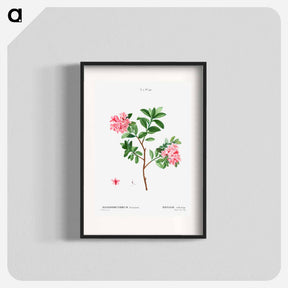 アートポスター-Rhododendron hirsutum - ピエール ジョゼフ ルドゥーテ Poster.