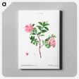 アートパネル-Rhododendron hirsutum - ピエール ジョゼフ ルドゥーテ Canvas.