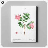 アートパネル-Rhododendron hirsutum - ピエール ジョゼフ ルドゥーテ Canvas.