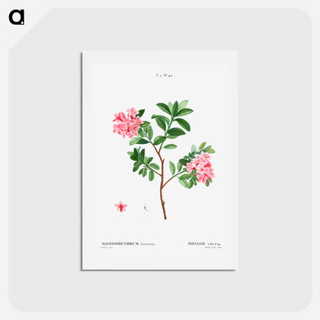 アートポストカード-Rhododendron hirsutum - ピエール ジョゼフ ルドゥーテ Postcard.