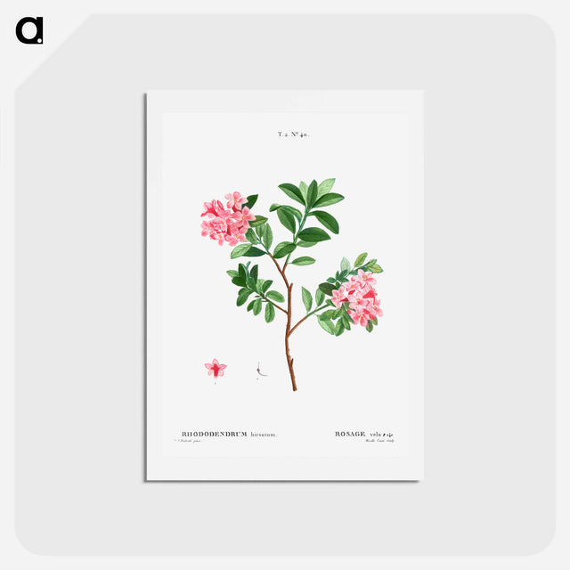 アートポストカード-Rhododendron hirsutum - ピエール ジョゼフ ルドゥーテ Postcard.