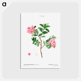 アートポストカード-Rhododendron hirsutum - ピエール ジョゼフ ルドゥーテ Postcard.
