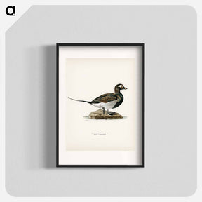 アートポスター-Long-tailed Duck
 - スヴェンスカ フォグラル Poster.