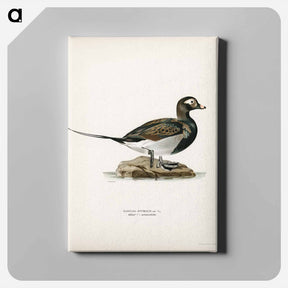 アートパネル-Long-tailed Duck
 - スヴェンスカ フォグラル Canvas.