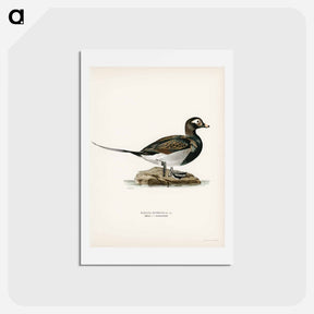 アートポストカード-Long-tailed Duck
 - スヴェンスカ フォグラル Postcard.