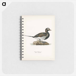 アートメモ帳-Long-tailed Duck
 - スヴェンスカ フォグラル Memo.