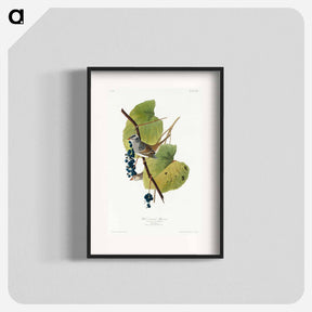 アートポスター-White-crowned Sparrow from Birds of America
 - アメリカの鳥たち Poster.
