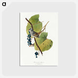 アートポストカード-White-crowned Sparrow from Birds of America
 - アメリカの鳥たち Postcard.