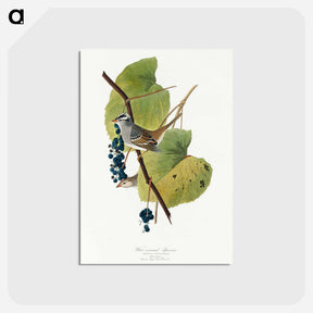 アートポストカード-White-crowned Sparrow from Birds of America
 - アメリカの鳥たち Postcard.