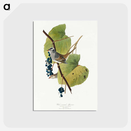アートポストカード-White-crowned Sparrow from Birds of America
 - アメリカの鳥たち Postcard.