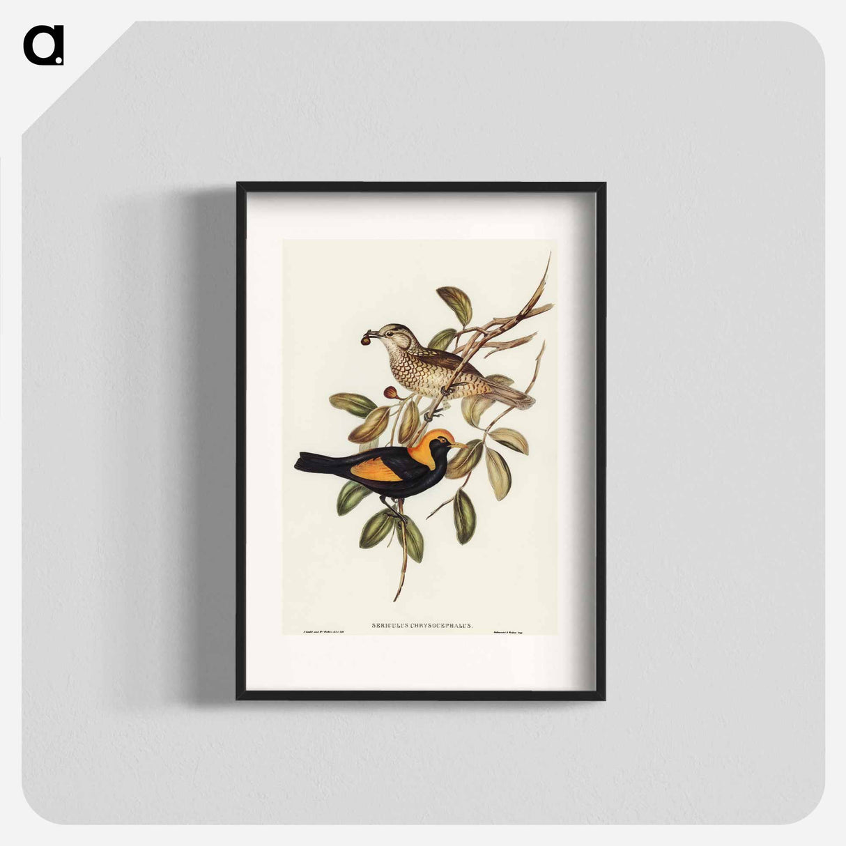 Regent Bird
 - オーストラリアの鳥 Poster.