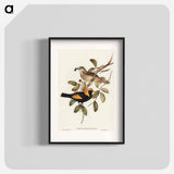 Regent Bird
 - オーストラリアの鳥 Poster.