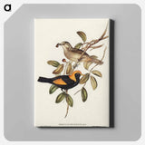 Regent Bird
 - オーストラリアの鳥 Canvas.