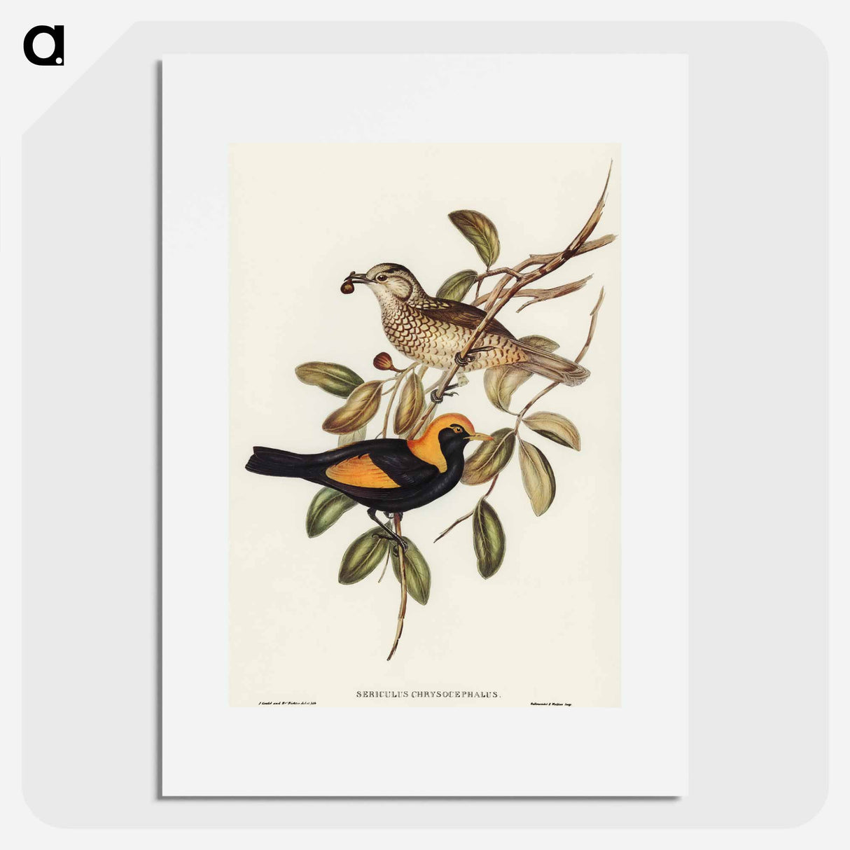 Regent Bird
 - オーストラリアの鳥 Poster.