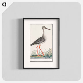 アートポスター-Redshank - アンセルムス ボエティウス デ ブート Poster.