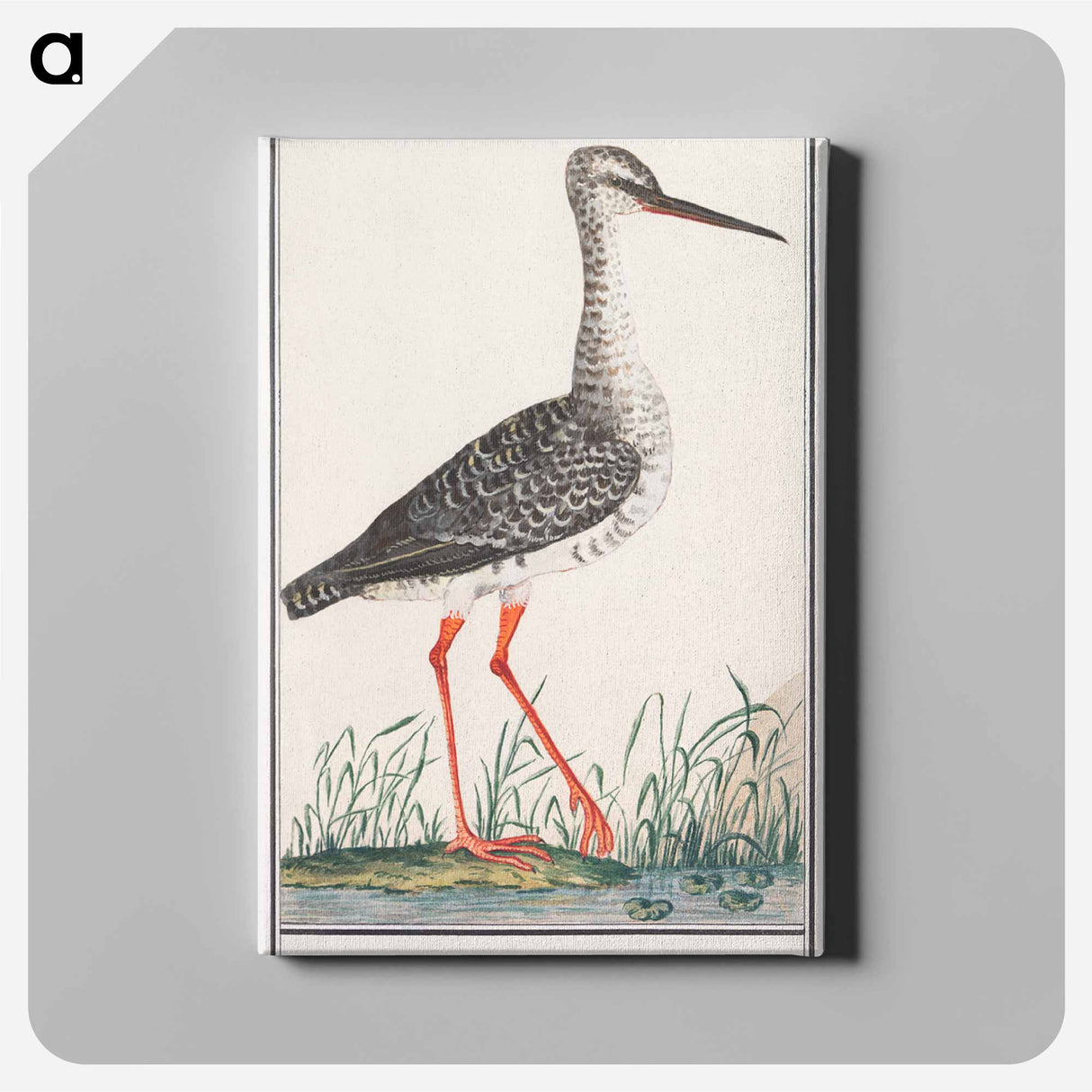 Redshank - アンセルムス ボエティウス デ ブート Canvas.
