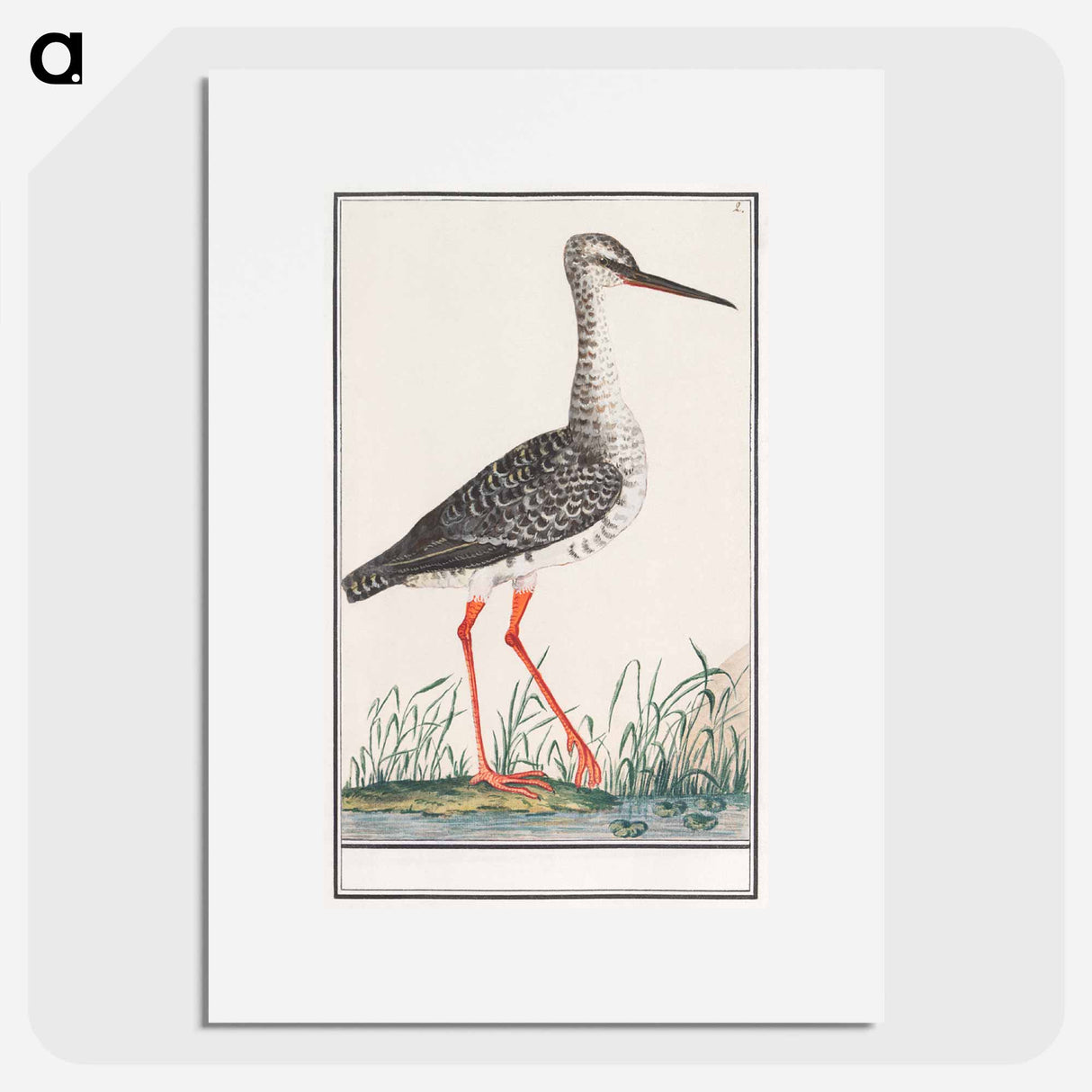 Redshank - アンセルムス ボエティウス デ ブート Poster.