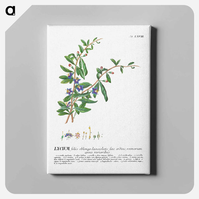 アートパネル-Lycium or Box-thorn
 - クリーブランド美術館 Canvas.