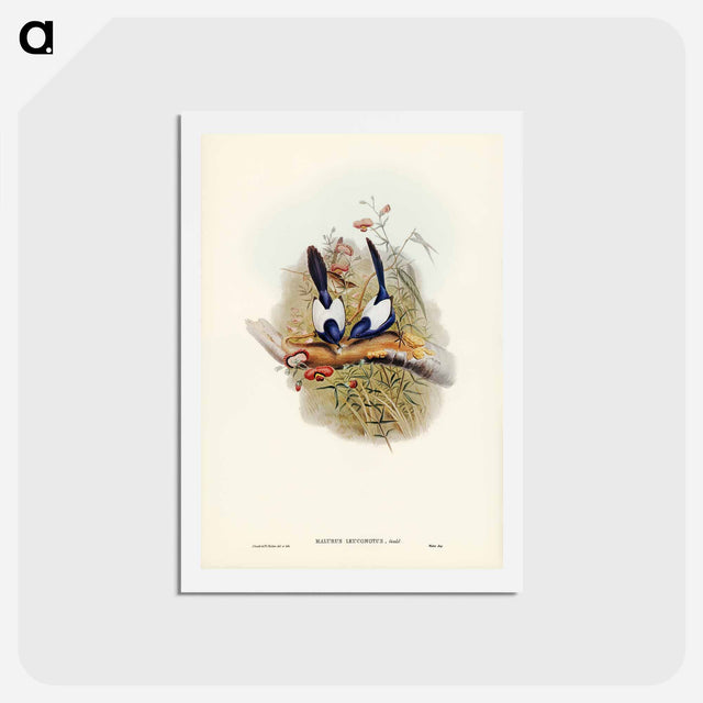 アートポストカード-White-backed Superb Warbler
 - ジョン グールド Postcard.