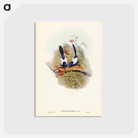 アートポストカード-White-backed Superb Warbler
 - ジョン グールド Postcard.