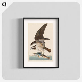 アートポスター-Fish Hawk, or Osprey
 - ジョン ジェームス オーデュボン Poster.