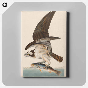 アートパネル-Fish Hawk, or Osprey
 - ジョン ジェームス オーデュボン Canvas.