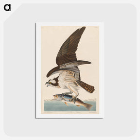 アートポストカード-Fish Hawk, or Osprey
 - ジョン ジェームス オーデュボン Postcard.
