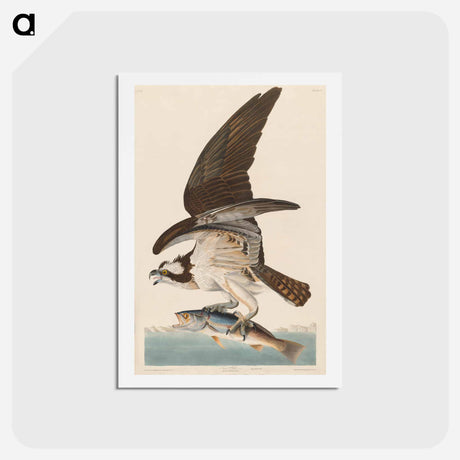 アートポストカード-Fish Hawk, or Osprey
 - ジョン ジェームス オーデュボン Postcard.