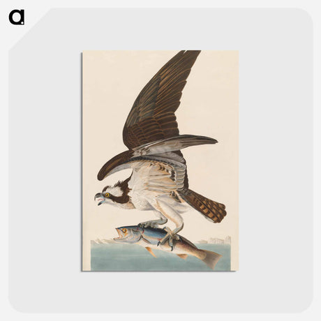 アートポストカード-Fish Hawk, or Osprey
 - ジョン ジェームス オーデュボン Postcard.
