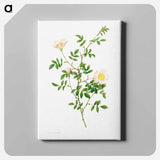 アートパネル-Brier Bush Rose or Dog Rose (Rosa Sepium Rosea) - ピエール ジョゼフ ルドゥーテ Canvas.