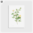 アートポストカード-Brier Bush Rose or Dog Rose (Rosa Sepium Rosea) - ピエール ジョゼフ ルドゥーテ Postcard.