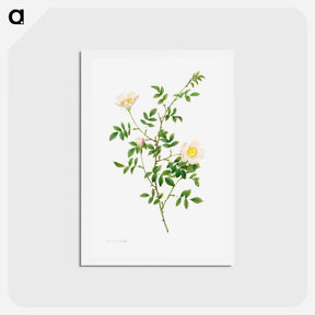 アートポストカード-Brier Bush Rose or Dog Rose (Rosa Sepium Rosea) - ピエール ジョゼフ ルドゥーテ Postcard.