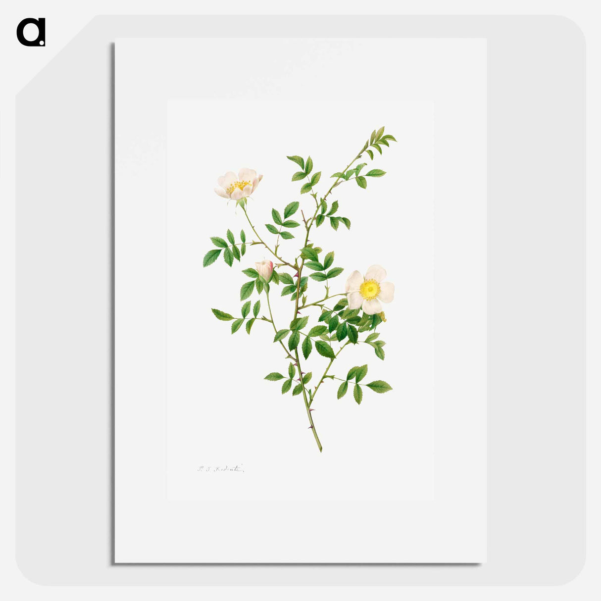 Brier Bush Rose or Dog Rose (Rosa Sepium Rosea) - ピエール ジョゼフ ルドゥーテ Poster.