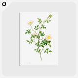 アートポストカード-Brier Bush Rose or Dog Rose (Rosa Sepium Rosea) - ピエール ジョゼフ ルドゥーテ Postcard.