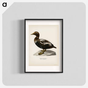アートポスター-Eider
 - スヴェンスカ フォグラル Poster.