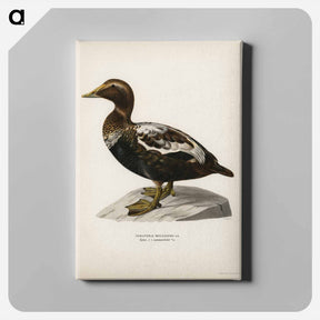 アートパネル-Eider
 - スヴェンスカ フォグラル Canvas.