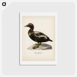アートポストカード-Eider
 - スヴェンスカ フォグラル Postcard.