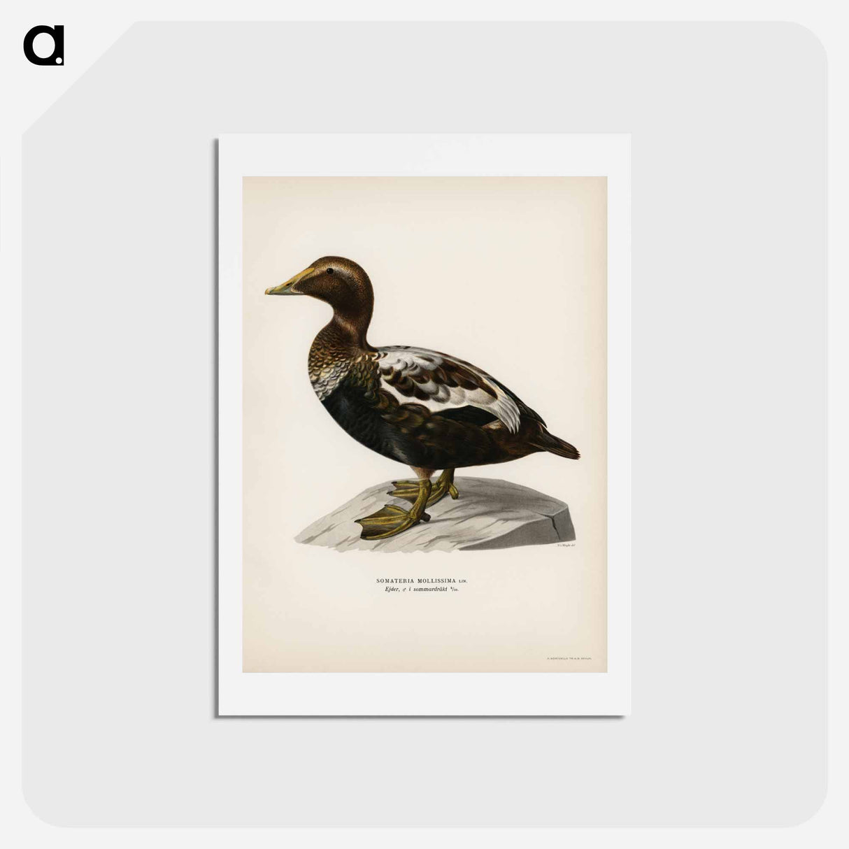 アートポストカード-Eider
 - スヴェンスカ フォグラル Postcard.