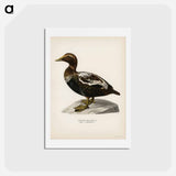 アートポストカード-Eider
 - スヴェンスカ フォグラル Postcard.