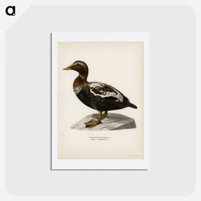 アートポストカード-Eider
 - スヴェンスカ フォグラル Postcard.