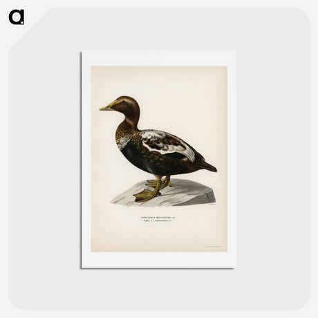 アートポストカード-Eider
 - スヴェンスカ フォグラル Postcard.