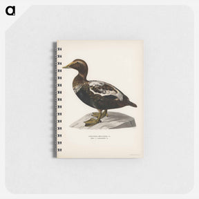 アートメモ帳-Eider
 - スヴェンスカ フォグラル Memo.