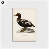 アートポストカード-Eider
 - スヴェンスカ フォグラル Postcard.